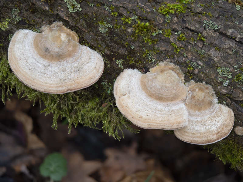 Trametes hirsuta